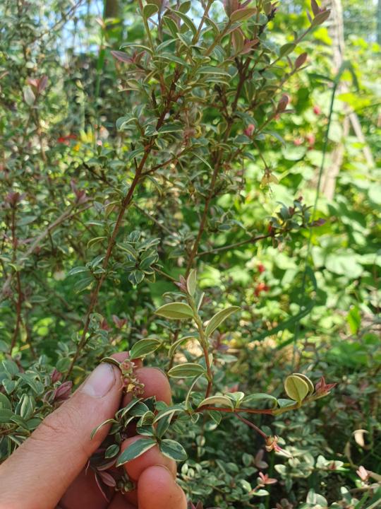 Pflanzen-Geheimtipp: Ugni molinae