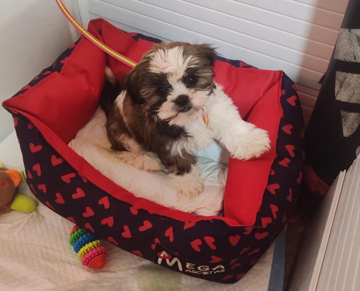 María Ralima Contreras Ochoa