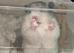 Phương Thảo Nguyễn