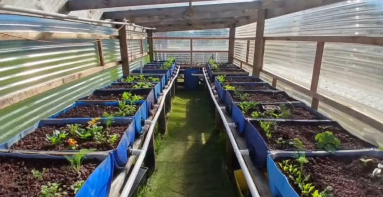 Introduction to aquaponics