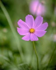 Boguslawa Alousi