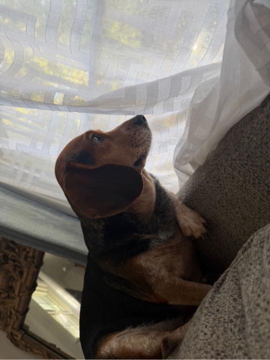 Joshua Perez Pozuelos