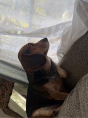 Joshua Perez Pozuelos