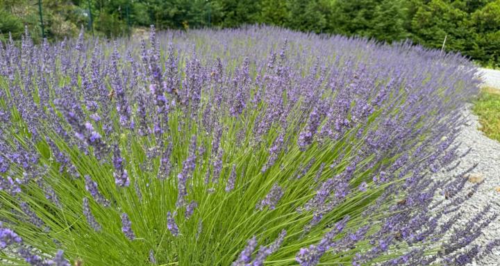 Lavender Lovers
