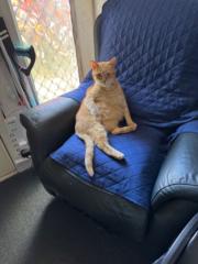 Michelle - Penguin Hoge