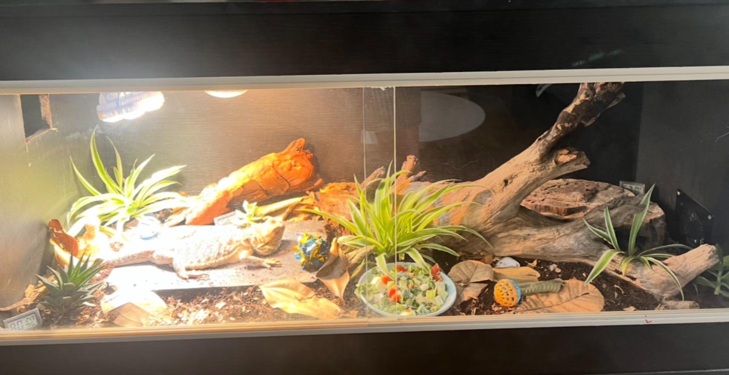 Building a bio active vivarium any climate.
