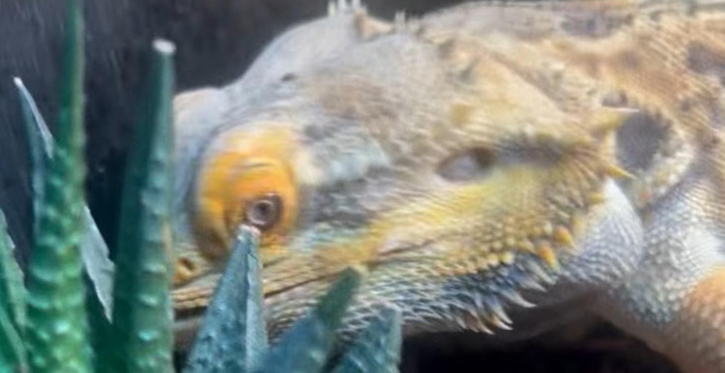 Habitat & the effects for captive bearded dragons