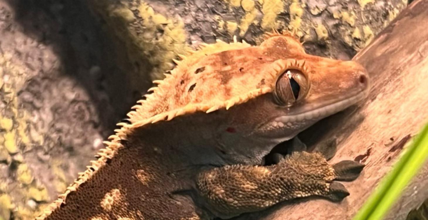 Crested Gecko