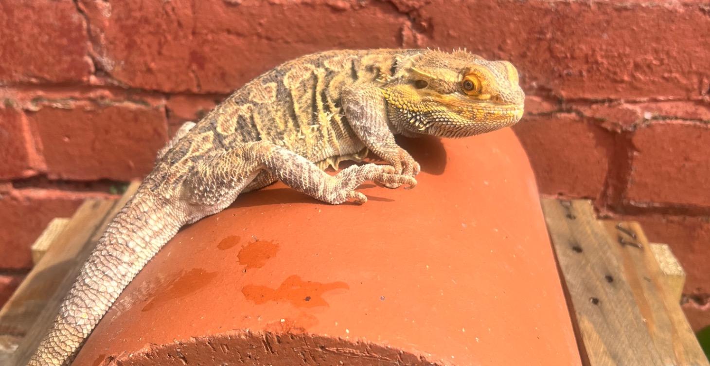 Bearded dragons anatomy