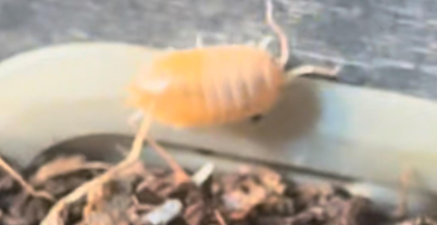 Iso pods, more than meets the eye.