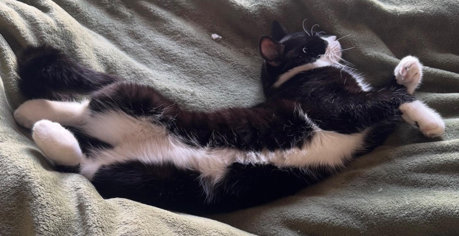 Bacteria in Cat Saliva The harm to reptiles