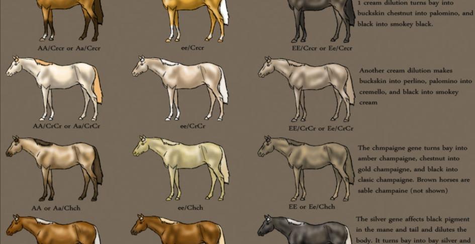 מאחורי הצבעים בסוסים