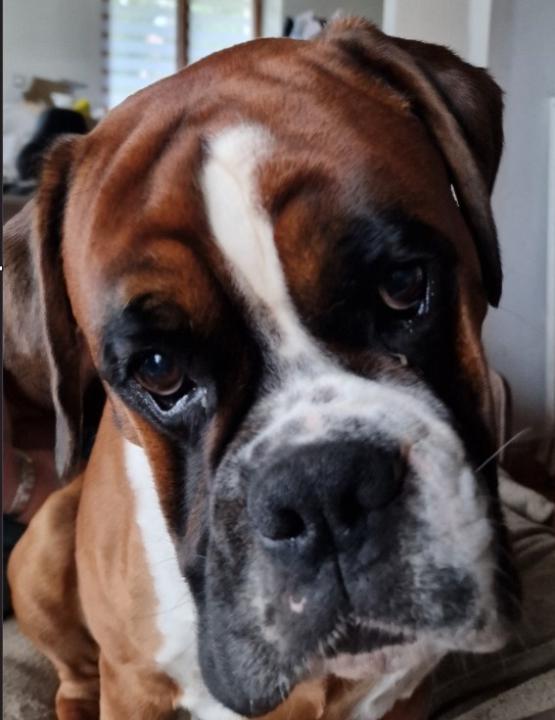 Rachel Arribagé-Simon