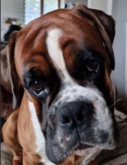 Rachel Arribagé-Simon