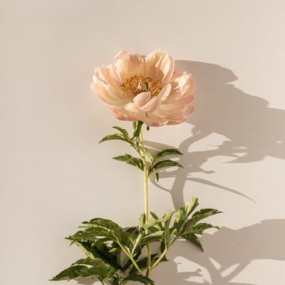 Lis Johansson