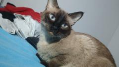 Jhonny Andres Vargas Muñoz