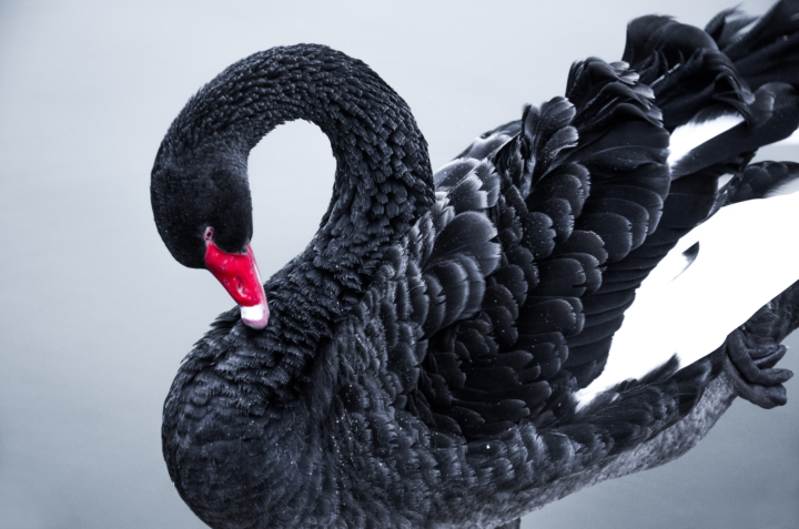 Black Swan Event?