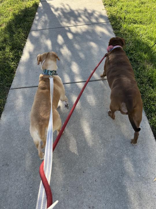 Morning walk! 