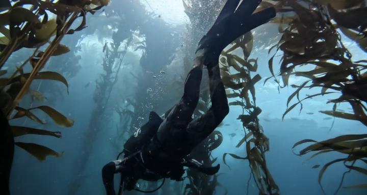 Guide to the Underwater World