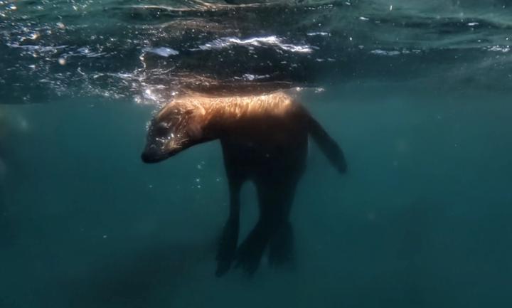 Diving Monterey Bay, CA | Sea Lions 