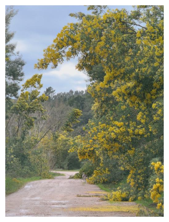 Spring along the Zézere yesterday