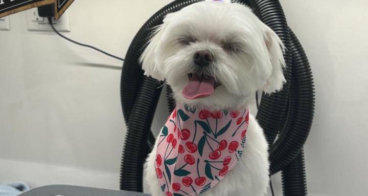 Glamour Paws at Home