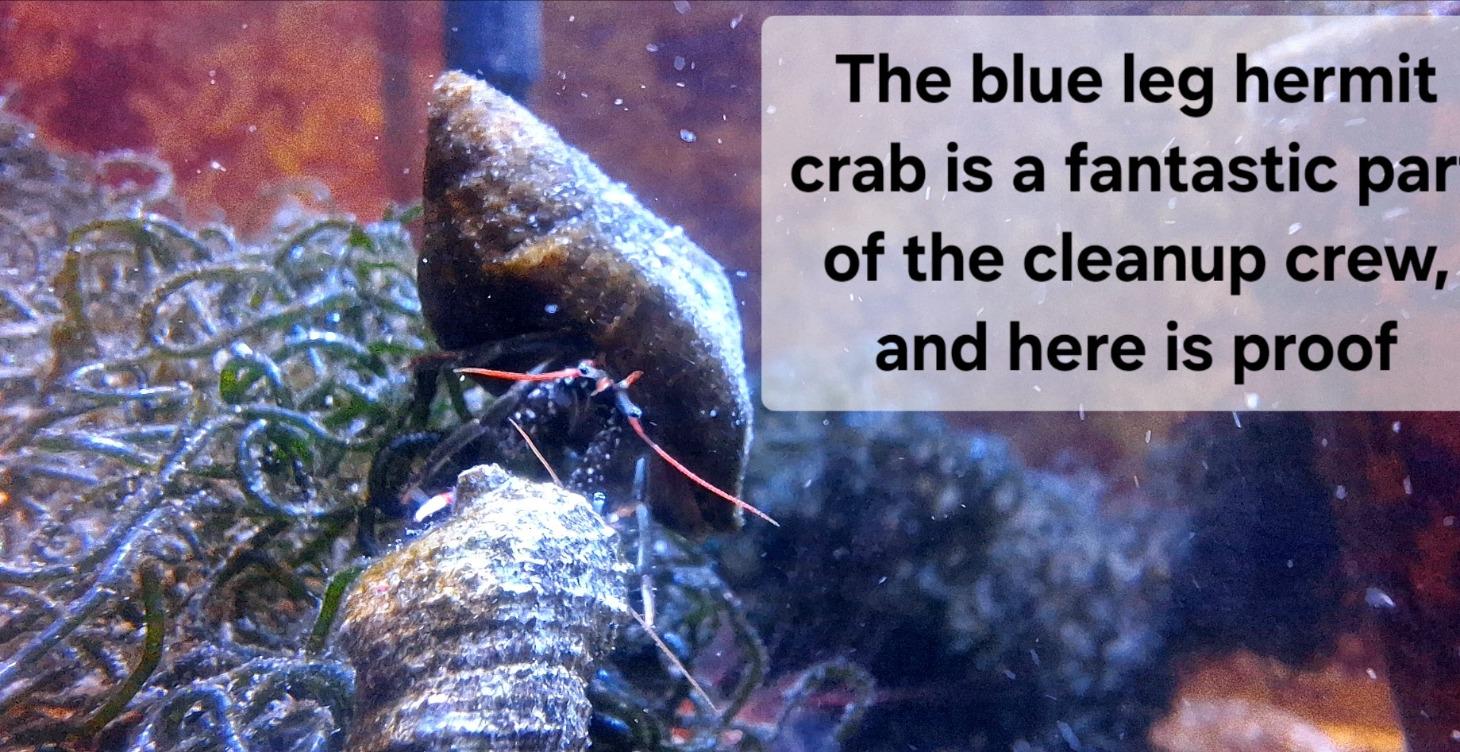Blue leg Hermit crab
