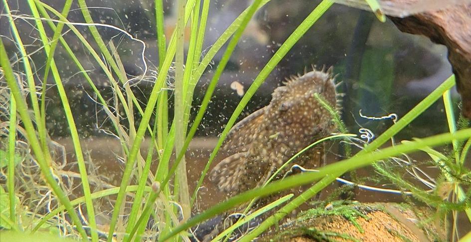White cloud mountain minnow overview