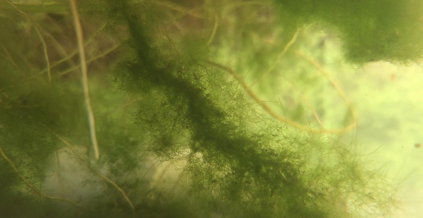 Common aquarium, algae, and what to do with it.