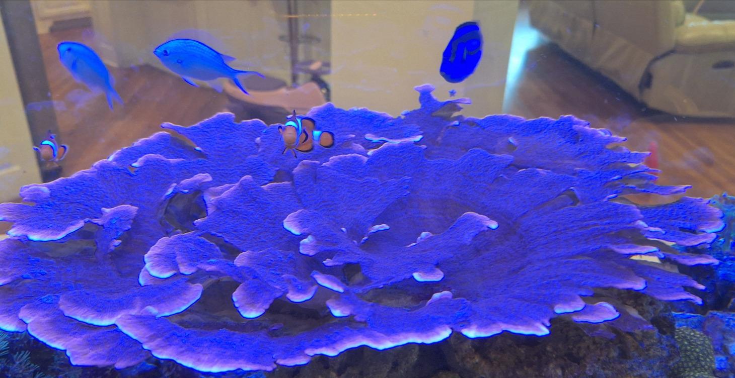 Aquarium maintenance