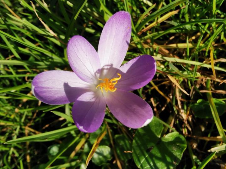 Anna Maria Baurenhas