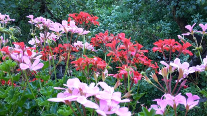 Maike Müller-Gerbes