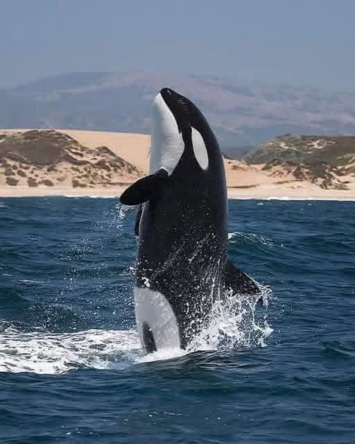 Sonia Sánchez Arévalo