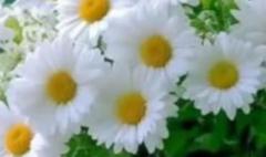 Dr Eshwari