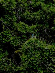 Rakshan Venkatramanan shanthi