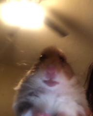 Yelyzaveta Melnychuk