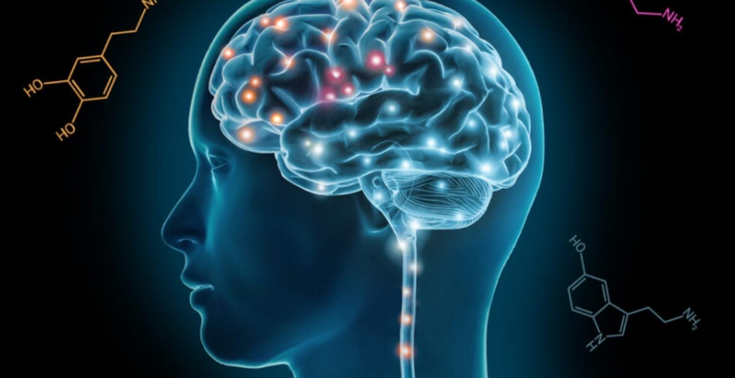 The Brain and Hormone Stability