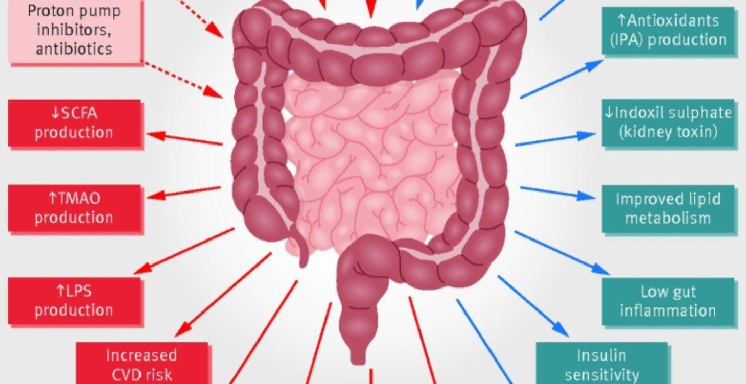 Gut Healing Protocols and Resources