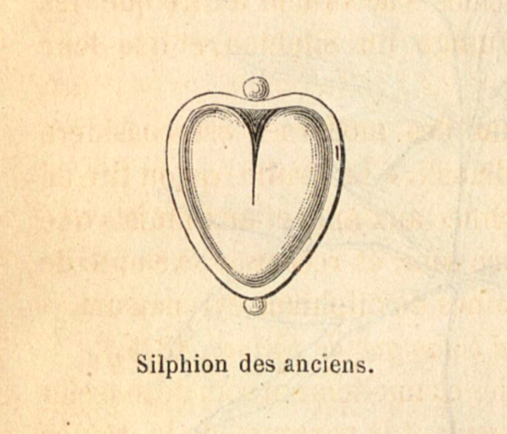 The Seed That Became a Symbol (And What It Teaches Us About Growth)