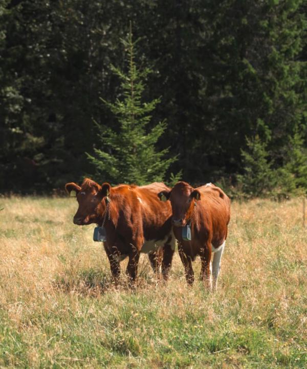 Grow Node - Grow Tokens