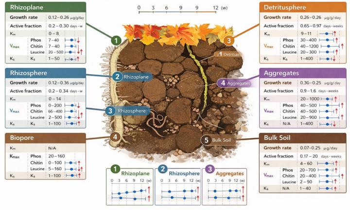 Focus on the soil microbial hotspots 🔎🌱
