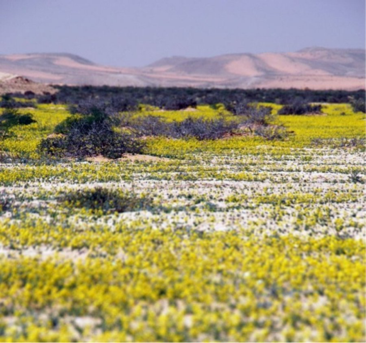 Drought resistance drives population temporal stability of annuals in drylands