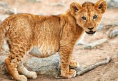 Teema Namdarian Namdarian