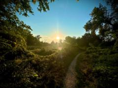 Jas Aron