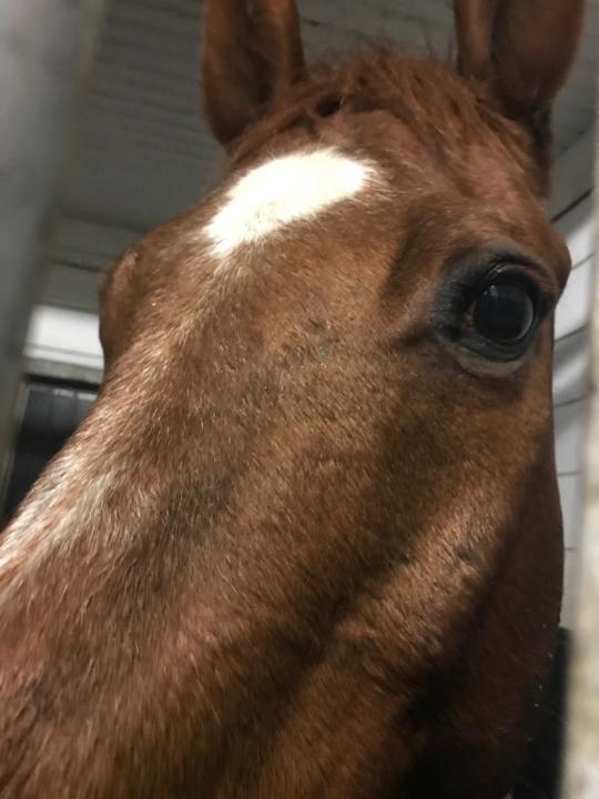 H-Man Qh