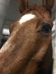 H-Man Qh