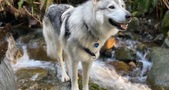 Remarkabledogs