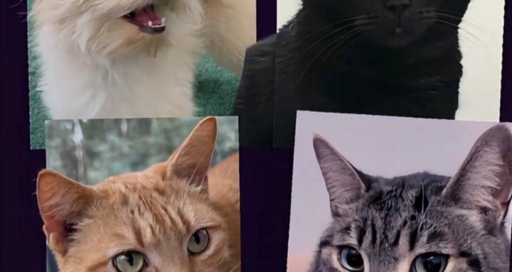 Pets by George