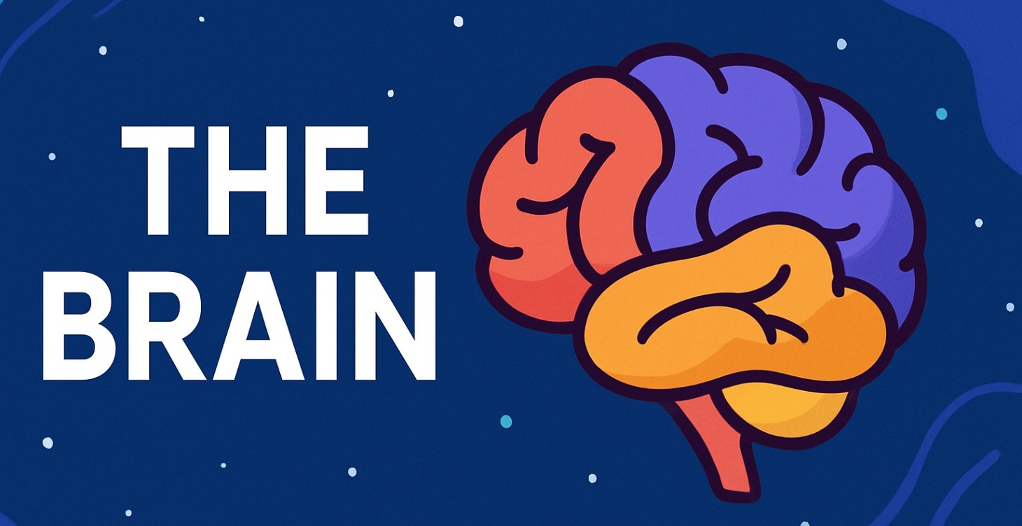 The Brain