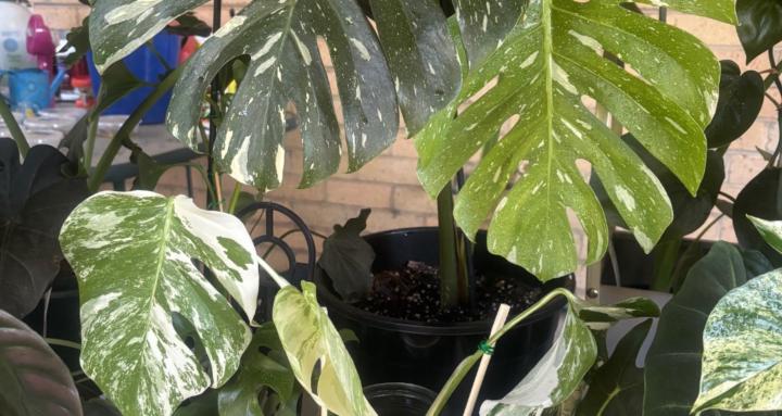 Heata’s indoor plants 🪴 